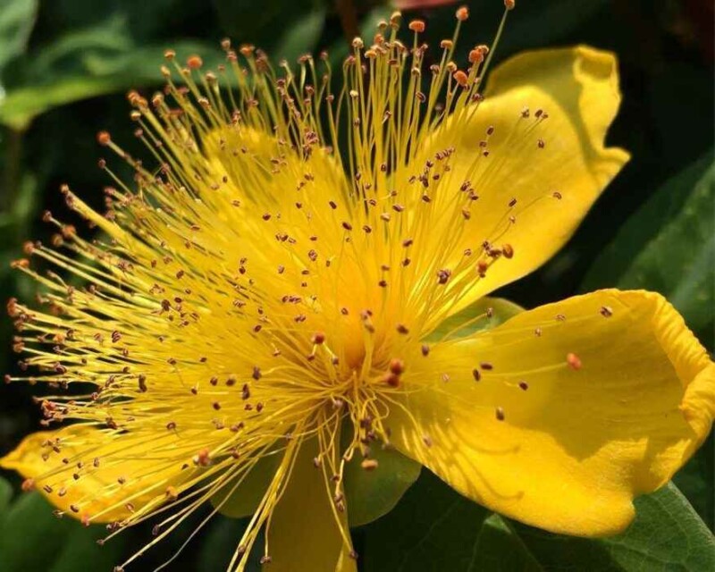 olio di iperico, olio di ipericio proprietà, olio di iperico cicatrici, cicatrizzante naturale per tagli, disinfettante naturale per ferite, olio cicatrizzante ferite