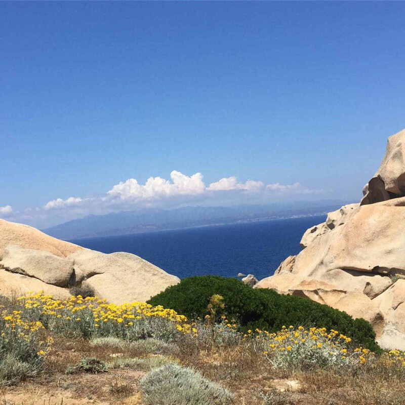 elicriso italico, elicriso sardo, elicriso di sardegna, elicriso a cosa serve
