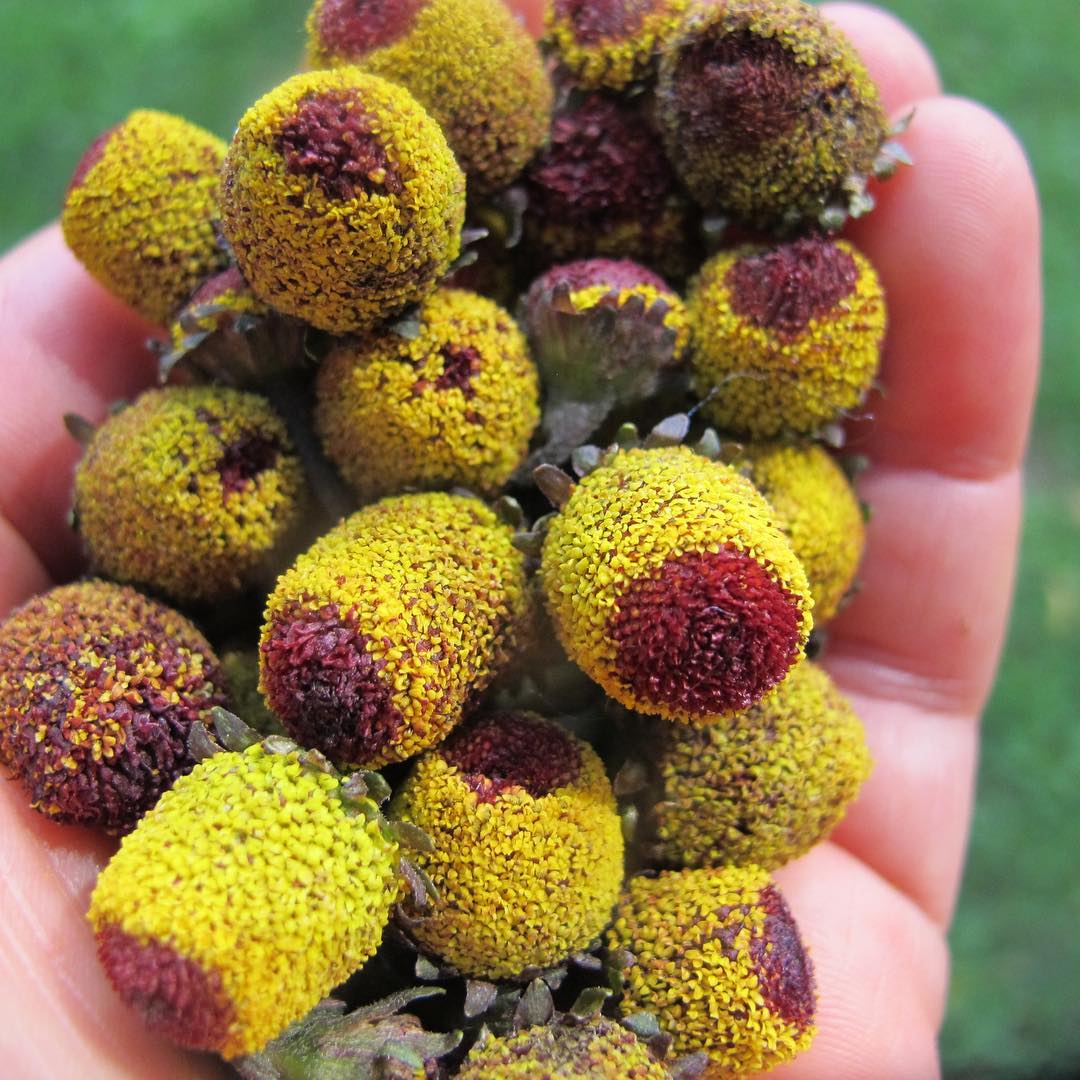 amella oleracea, erbe di sardegna, 2