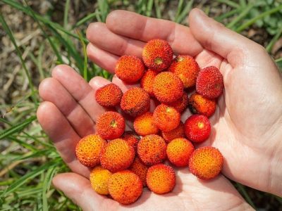 corbezzolo, erbe di sardegna